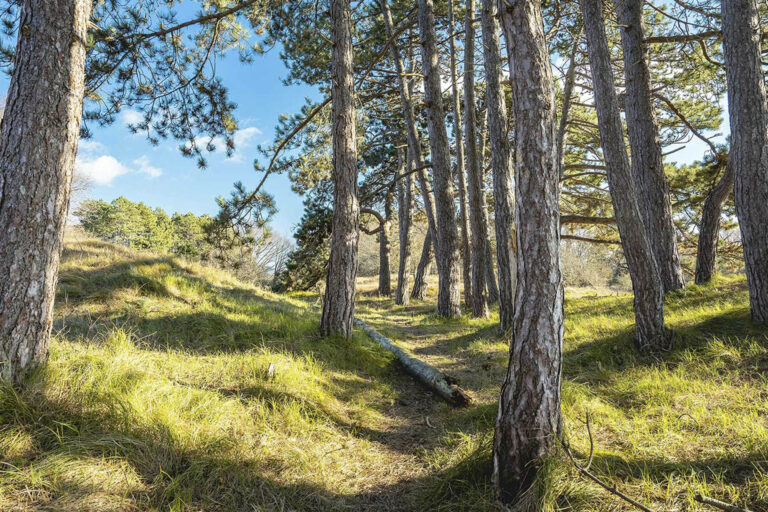 Heller Wald mit Bäumen